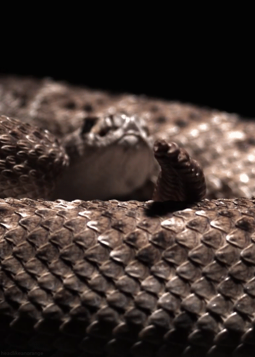 headlikeanorange:A western diamondback rattlesnake (Earth Unplugged - BBC Earth)