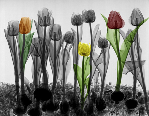 shychemist:  brains-and-bodies:  sagansense:   Nature From The Inside Out — Beautiful X-Ray Images Show The Hidden Complexity Of The Natural World Radiation physicist Arie van’t Riet never thought he’d be an artist. But after a colleague asked him
