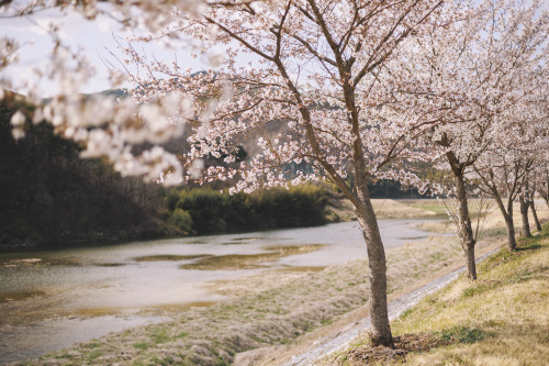 2022-04-02Spring, Cherry Blossom PicnicCanon EOS R6 + RF50mm f1.8 STMInstagram  |  hwantastic79vivid