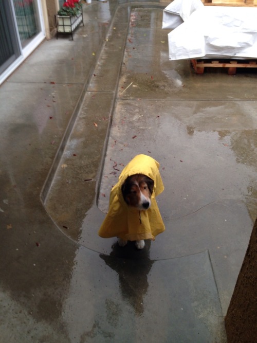 greenjellies:if u ever need something to smile at here’s my dog in his raincoat