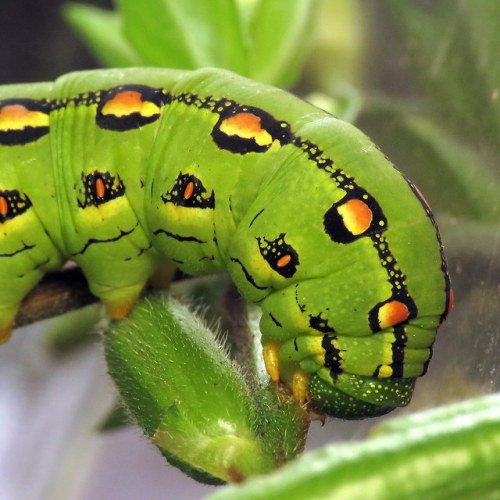 coolbugs: Bug of the DaySomebody’s getting really big!(white-lined sphinx, Hyles lineata)