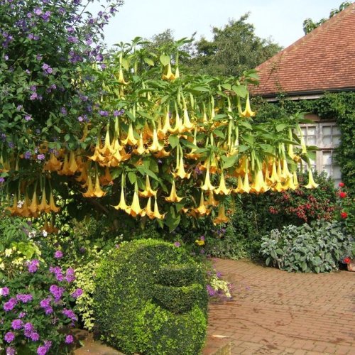 nordicsublime:Brugmansia - Garden masterclasses