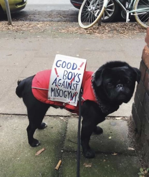 Sex seedy:  a collection of protesting puppers pictures