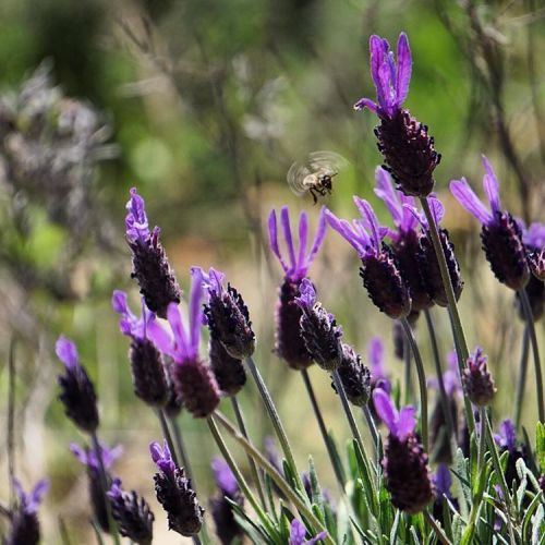 Lavender and a bee, Parque Nacional de Montfragüe, Estremadura, Spain #lavender #bee #spring #Montfr