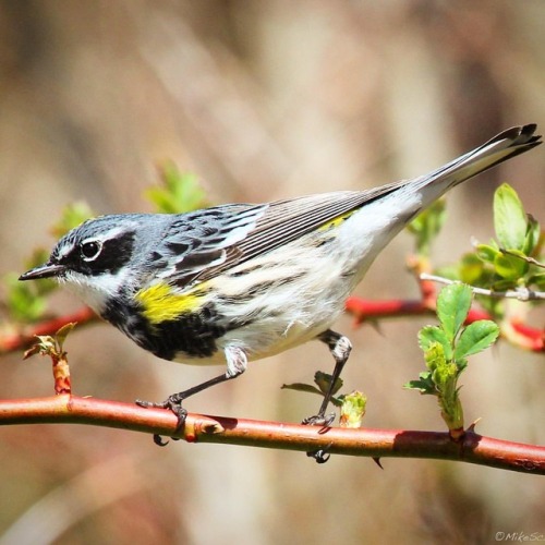 Yellow-rumped Warbler #yellowrumpedwarbler #warbler #warblers #springmigration #falmouth #capecod #b