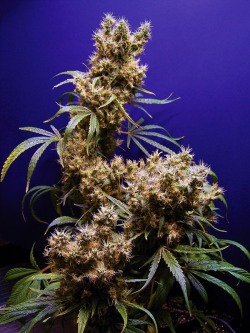 Forever-Endeavour91:Twist-Kush–Kick-Push:  Gdp