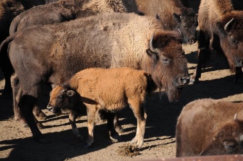  The bison at Badlands National Park are a sight not to miss in South Dakota. 