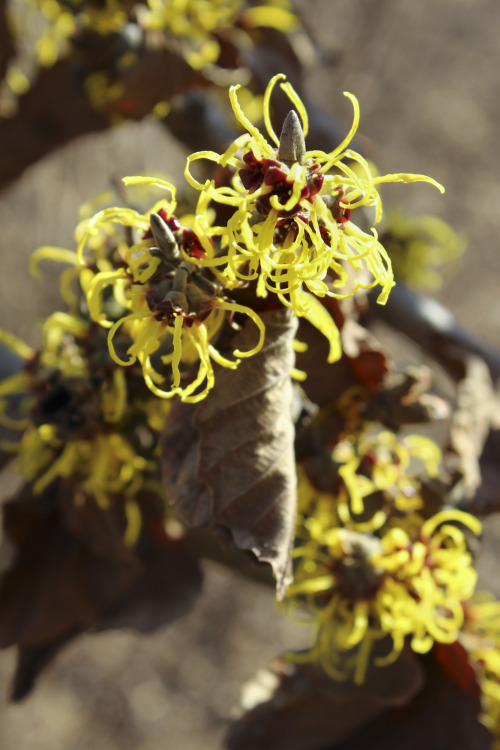 Witch hazels at Green Springs Park, Annandale, Virginia    February 2015These curious flowers are in