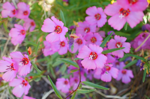 flora-file:
“Flowers in the School Garden - July 5, 2014 (by flora-file)
”