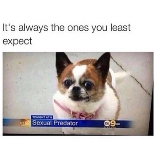 @sft425