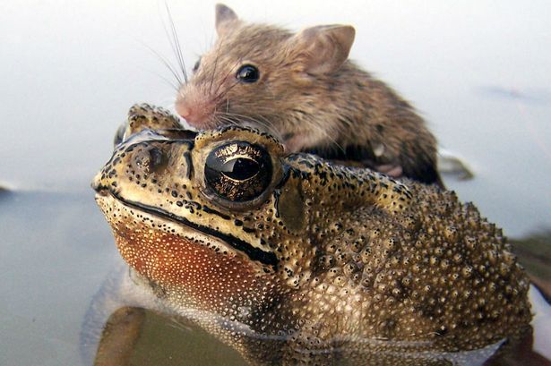 cupfullofjoy:  phototoartguy:  Frog saves rat from drowning as tiny creature hitches