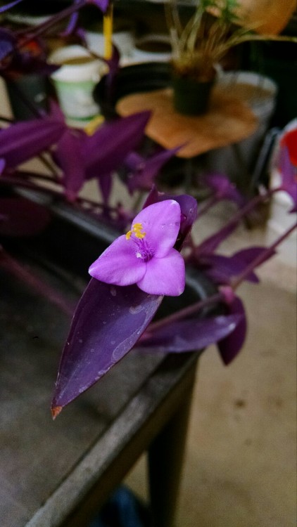 10/1/16: Setcreasea purpurea, or “Purple heart”; a flowering plant species with purple stems and lea