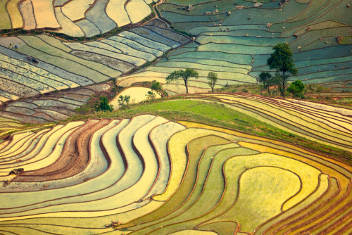 bethyngalw:Patterns in water and soilRice fieldsThierry Bornier, Jialiang Gao, Asian insights, Tan T