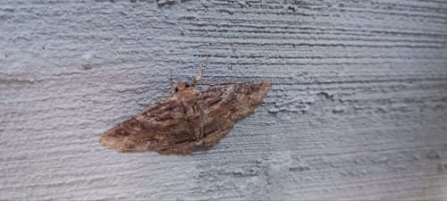 Various Moths That Had Been Found At Work, Including A Luna Mouth.