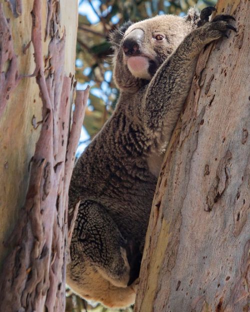 An Australian Native Bear (as I saw a stuffed one labelled in the Harvard Natural History Museum in 