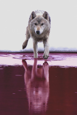 motivationsforlife:  Wolf Wader by Hammerchewer // Edited by MFL