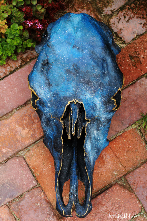 zooophagous:moonvald:celestial skull, pt. 1 // acrylic on cow boneMade with one of two bovine heads 