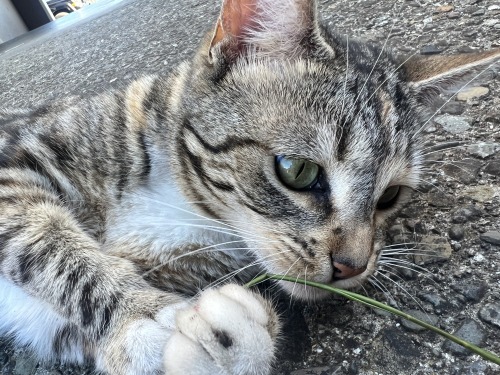 Random Neighbors Cat.