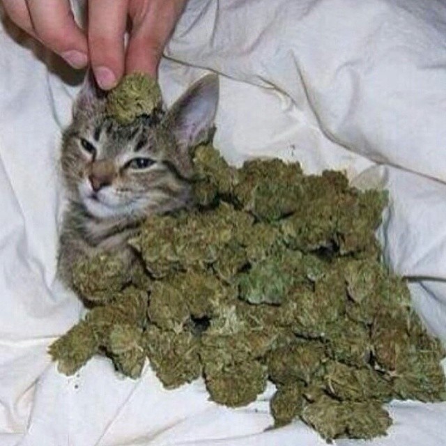 kingwizard11:  regram @goodviib 😸😽🙀😻 