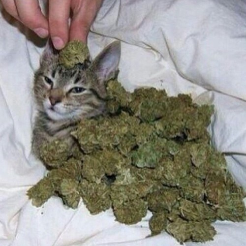 kingwizard11:  regram @goodviib 😸😽🙀😻 