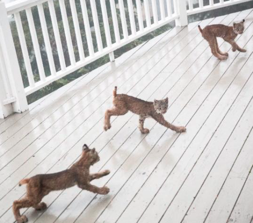 s-p-a-n-i-s-h-b-l-o-o-d: catsbeaversandducks:  Anchorage Resident Tim Newton Awoke To The Sound Of S