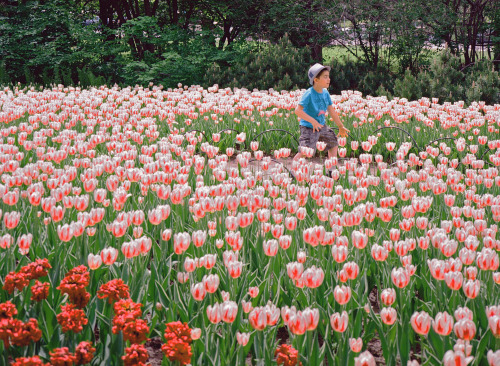 tulips