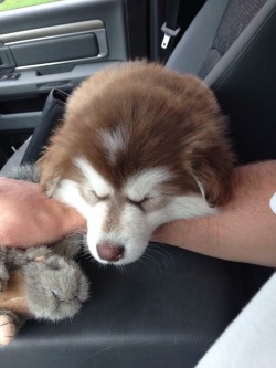awwww-cute:  She likes to hold my hand when we drive (Source: http://ift.tt/1CxEZwf)