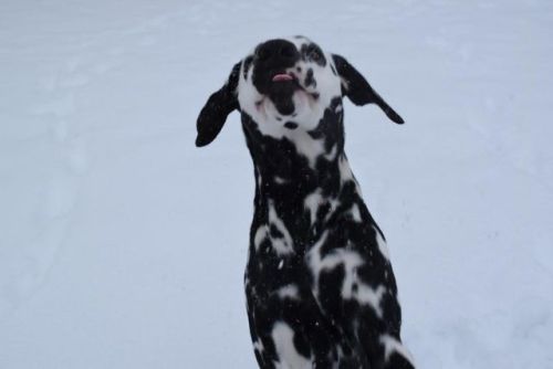 babyanimalgifs:  dalmatian pup