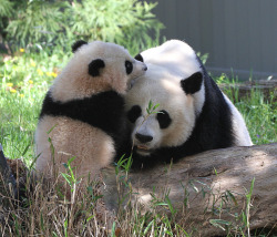 giantpandaphotos:  Bao Bao with her mother