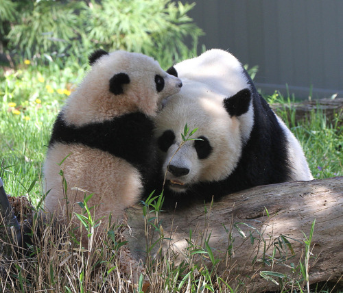 giantpandaphotos:  Bao Bao with her mother Mei Xiang at the National Zoo on April 27, 2014. © J. Young Photos.