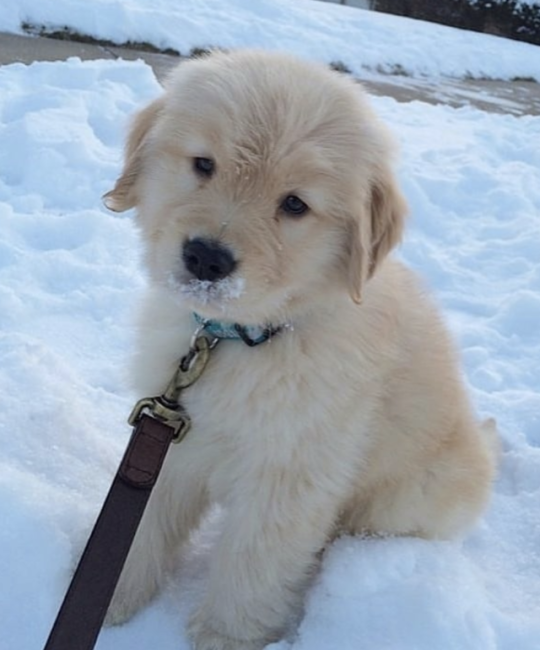 Snow and puppies 😍🐶❄️