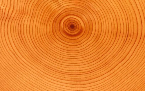 What are tree rings?When you look at a fresh cut piece of wood, you see concentric rings. One can co