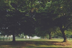 south-england:   Tree walkway on a summers