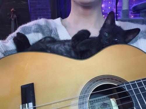 cutepetsuwu: He chilled on my guitar while I played for hours today, he’s my second foster kit