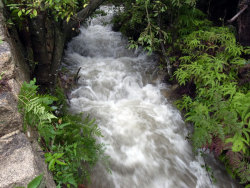 nakaoka-nouen:  　普段、清らかな湧き水が穏やかに流れる畑の傍の川は、大雨で水かさが増して濁流となり、ごーっ、と大きな音をたてて流れています。川の中にある水の取水口に、上流から流れてきた砂利が詰まり、田んぼに入れている水が出なくなりました。納屋の石垣の一部は決壊し、水が浸み出し、置いてあった農具などが水浸しになりました。日照り続きのときは雨が降ってほしいと願い、長雨が続くときは太陽が見たいと願います。夏の異常な暑さや局地的な大雨。近頃は異常気象だ、地球がおかしくなってきている、とよく言われま