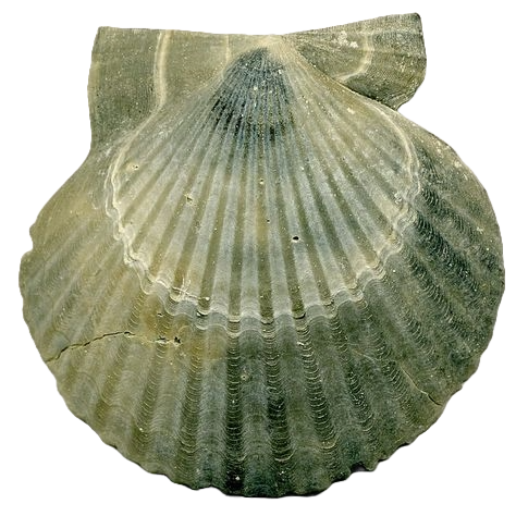 green shell