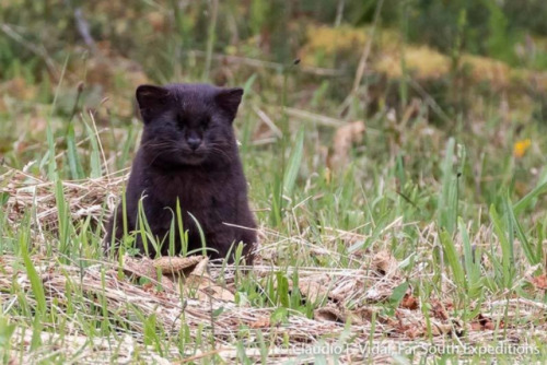 meowitch666:bigcatkingdom:Guiña/kodkod (Leopardus guigna) by Enrique Couve I love this dopey 