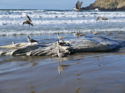 South of Canon Beach, Oregon, Jan. 17, 2022I smelled the rotting carcass long before I reached it, e