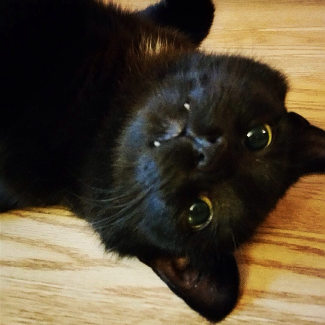 derpycats:  Booker continues to bear his sweet fangs in attempts to win the world