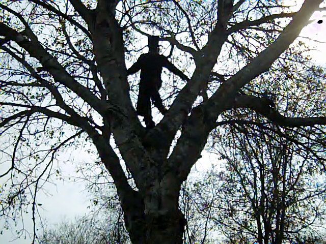 Lu Rod submitted this photo and several others with the comment “I love treeclimbing!”
Here we have a lovely gothy up-tree photo featuring a charming goth in a top-hat with nearly full skin coverage, as you can see in this helpful pre-climb photo he...