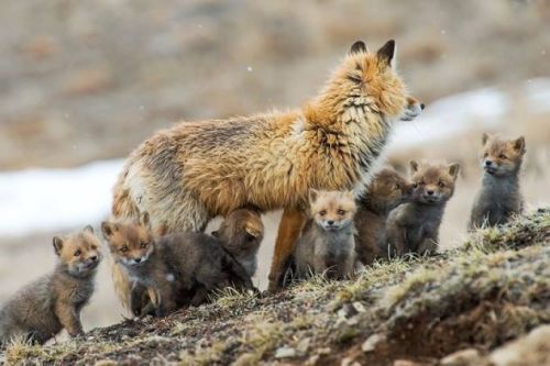 giraffeinatree:SO MUCH FOX