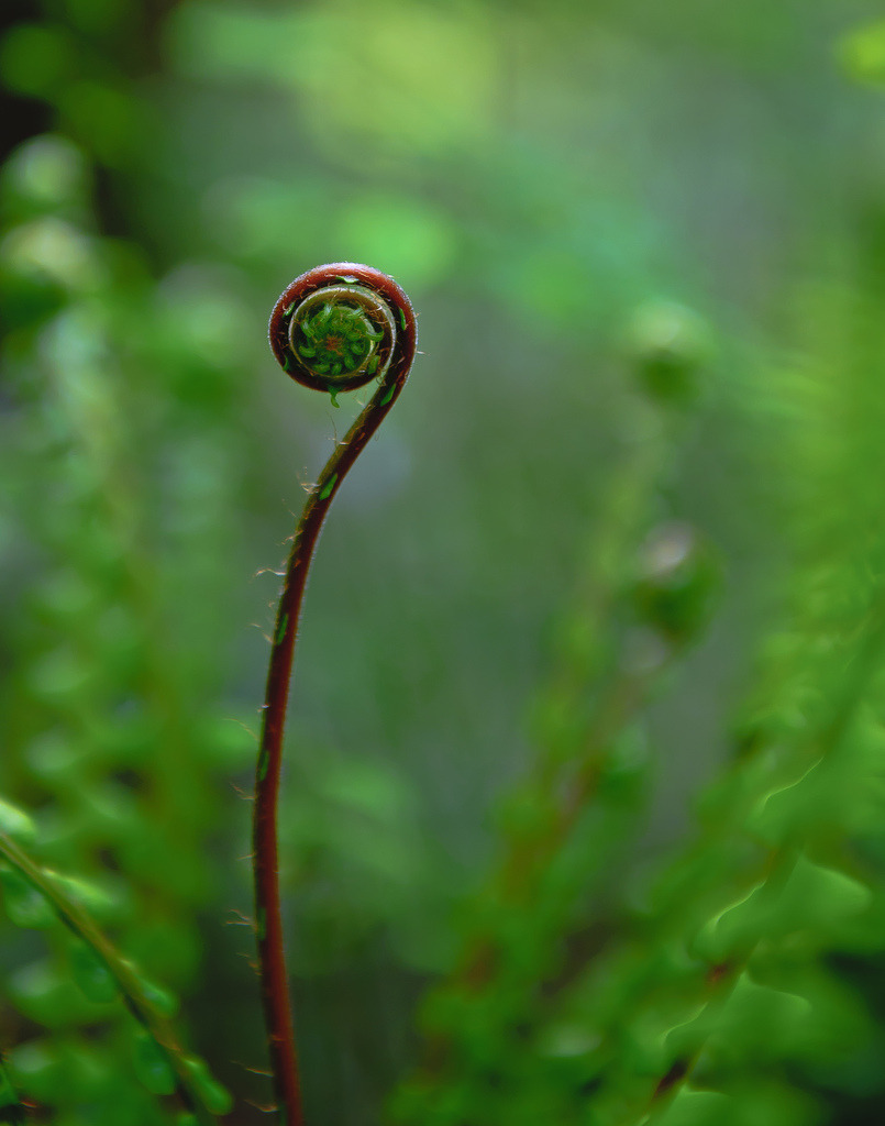the-enchanted-earth:   fiddlehead fern (by cptkirk62)  