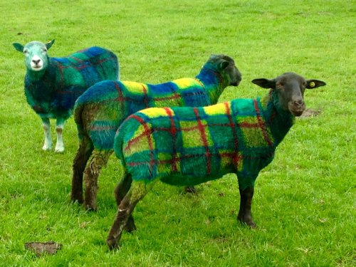 jenniferrpovey: cottageinthelandserene: A Scottish farmer at Auchingarrich Wildlife Centre fools tou