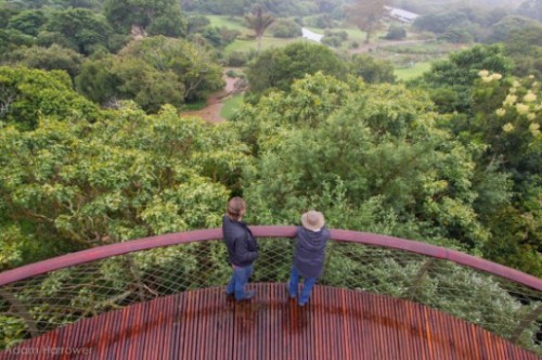 architags:  Boomslang. Treetop Walk. Mark Thomas Architects + Henry Fagan & Partners. Cape Town- Kirstenbosch Botanical Gardens. source: archdaily photos © Adam Harrower