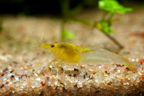 Neocaridina heteropoda ‘yellow rili’ by n5k on Flickr.