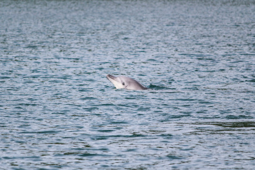 能登島イルカウォッチング 