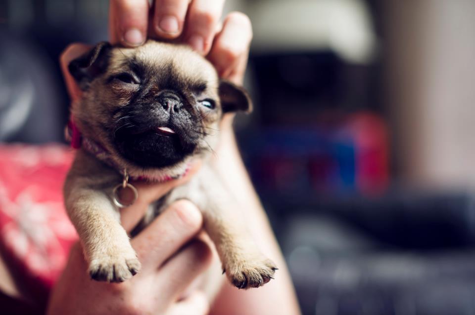 this-little-princess:  krystakaos:  Because puppies  The cuteness!  *squee* that&rsquo;s