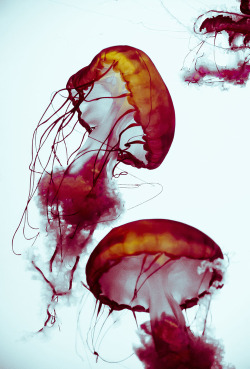 -motion:  Red Jellyfish 