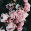 classical-flora