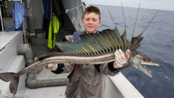 ichthyologist:  thiedethesteed:  deepsea:  (via HEAVEN more and more (138p))  ID on this species?  Lancetfish 